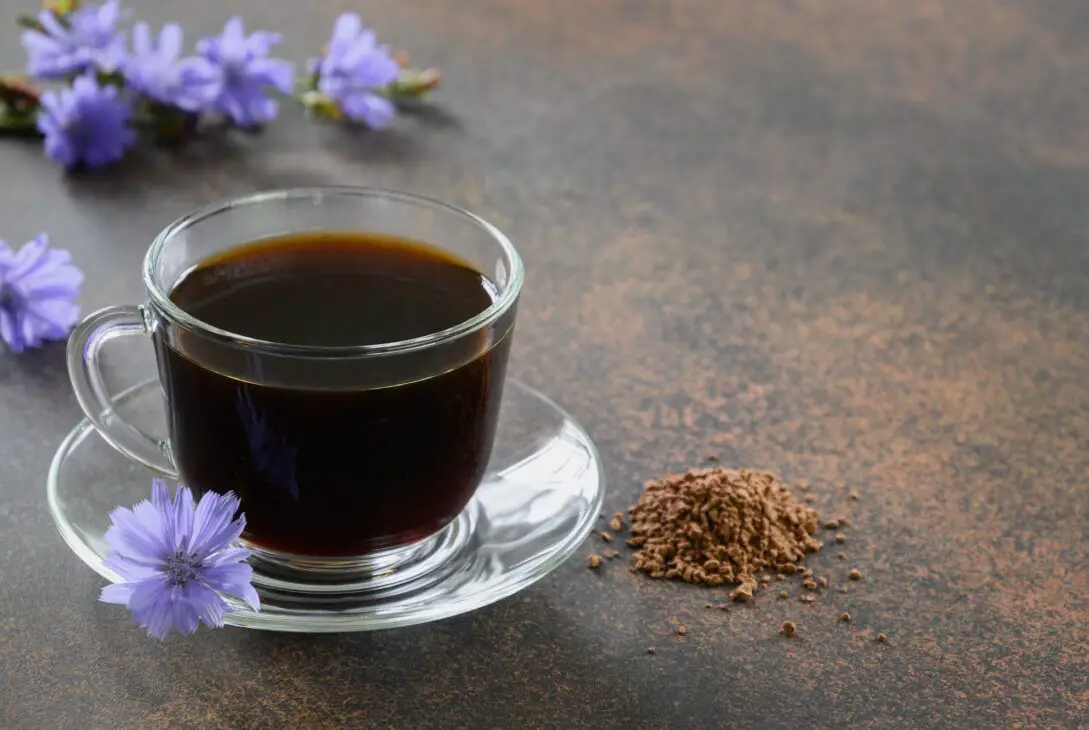 Chicory herbal beverage decorated blue Chicory flowers, coffee healthy substitute.