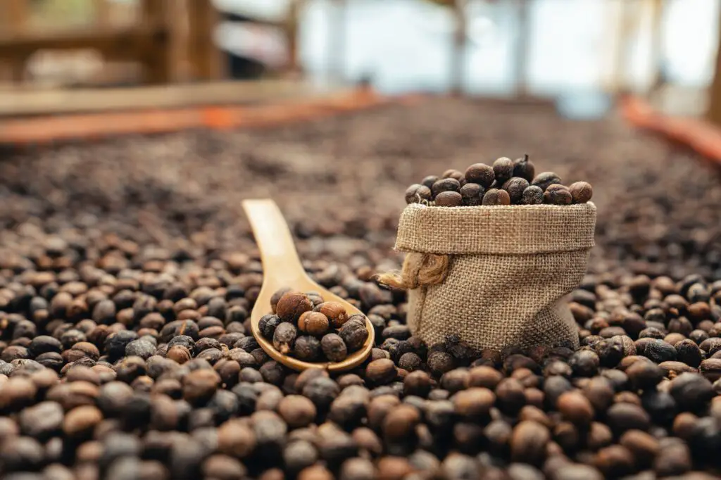 How Coffee is Processed: Washed, Natural, and Honey Explained...