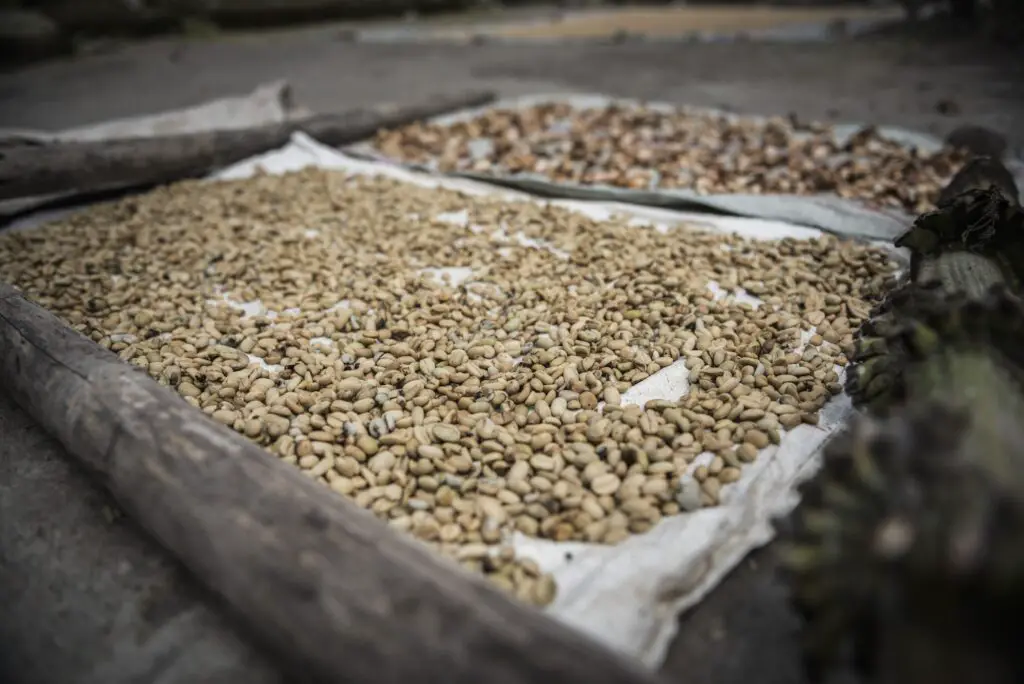 Coffee beans drying in the sun in a village in the foothills of Sinabung Volcano, Berastagi (Brastag