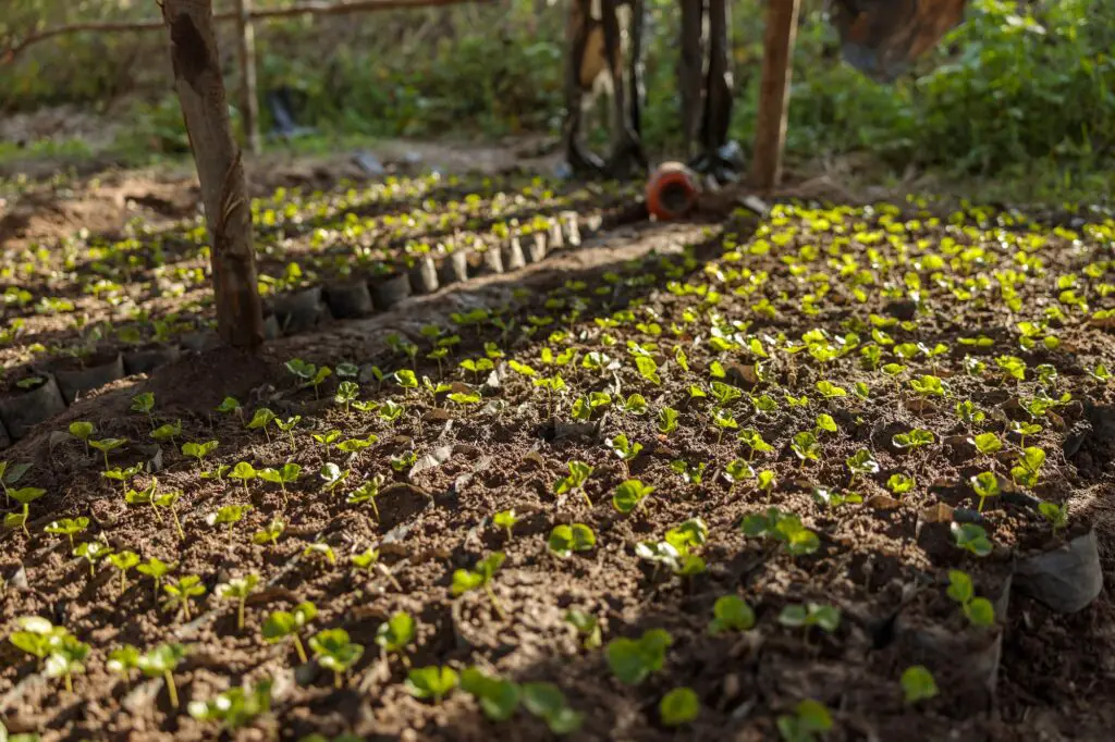Coffee plant seedlings in nurseries on a coffee beans farm