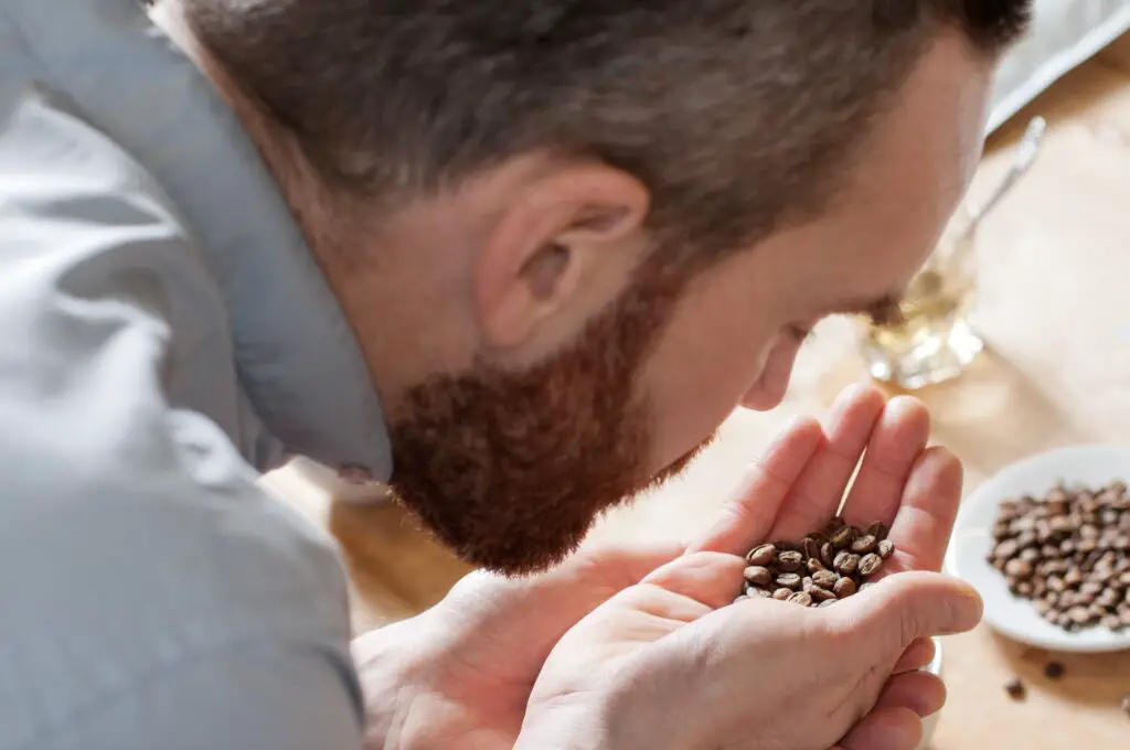 Coffee taster smelling coffee beans. coffee aromas 