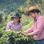 farmer Coffee is harvesting coffee berries in coffee farm.