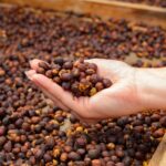 Female Employee Holding Organic Raw Coffee Beans