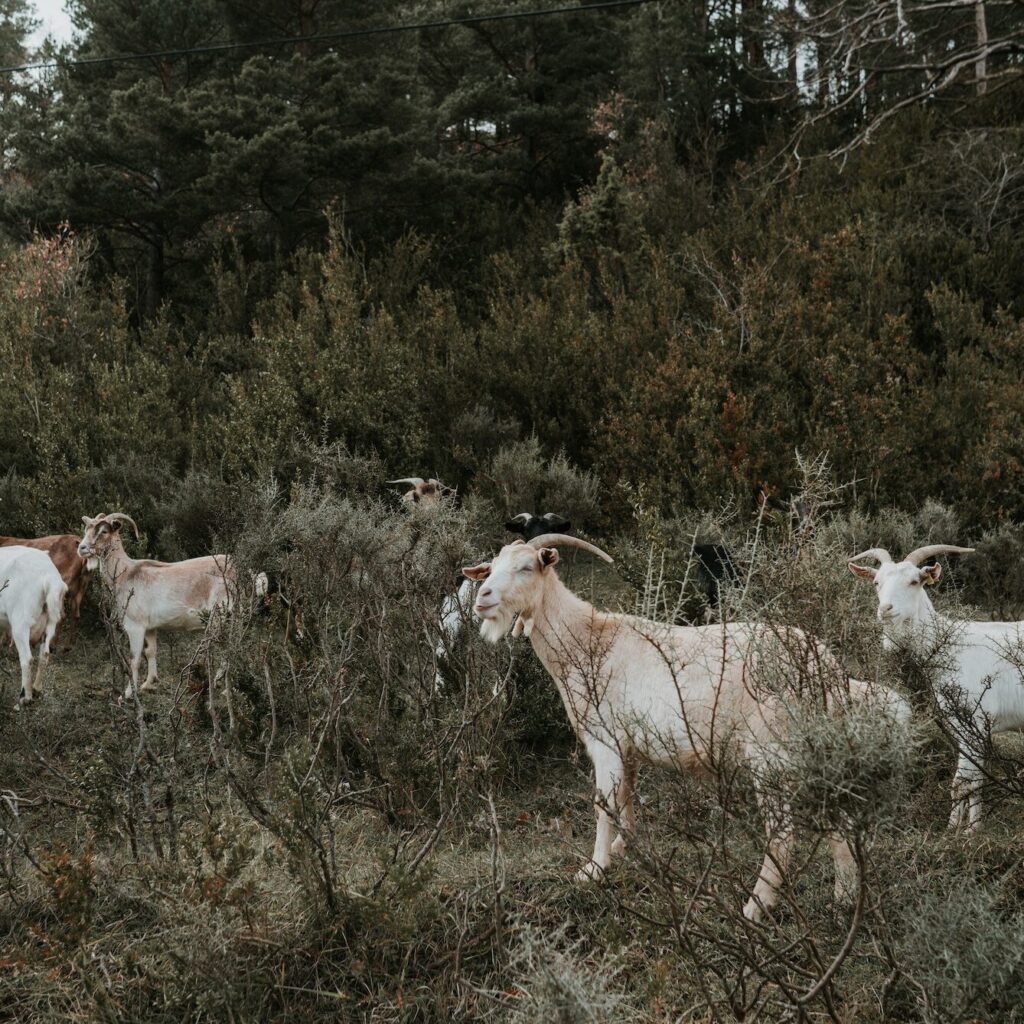 Goats between green grass near forest