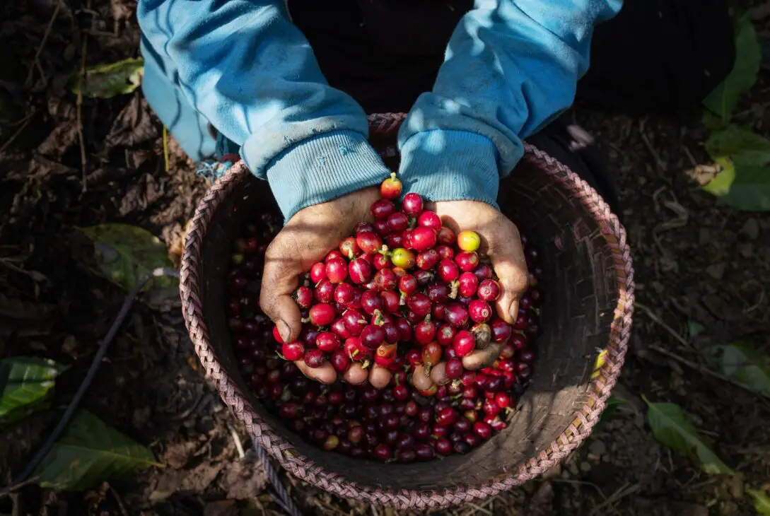 Hand of farmer collecting coffee cherries, North of Thailand.