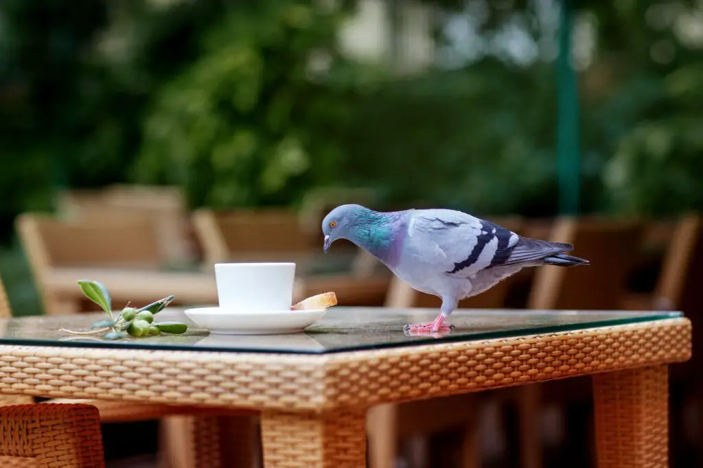 A pigeon eats pastries from a table in a cafe on the street. Street photos