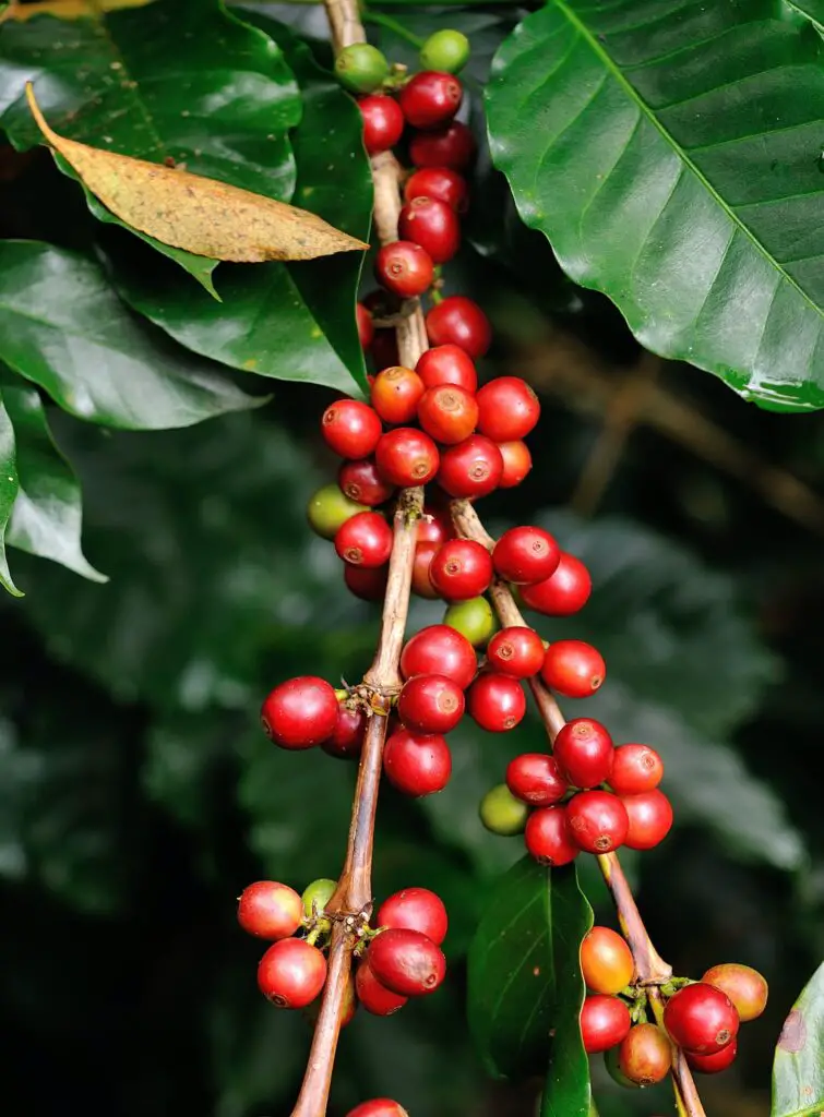 coffee beans on coffee tree organic coffee certifications