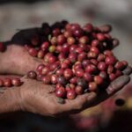 organic red berries coffee beans in farm