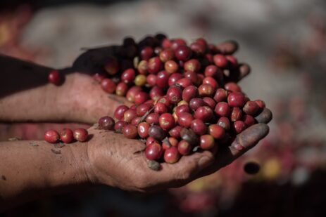 organic red berries coffee beans in farm